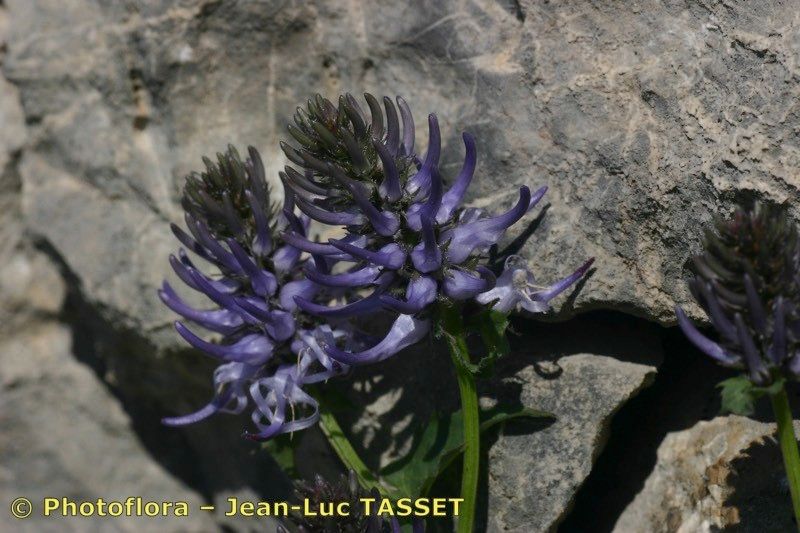 Phyteuma cordatum flower