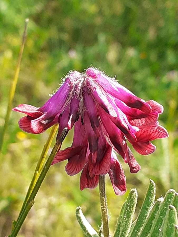 Vicia benghalensis flower