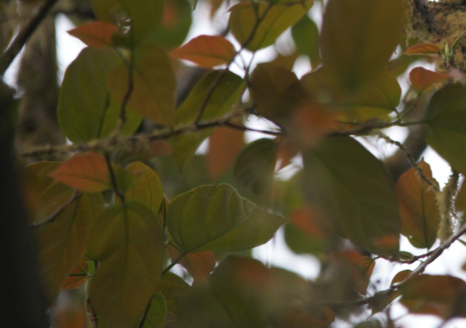 Croton stellulifer — houseplant care guide