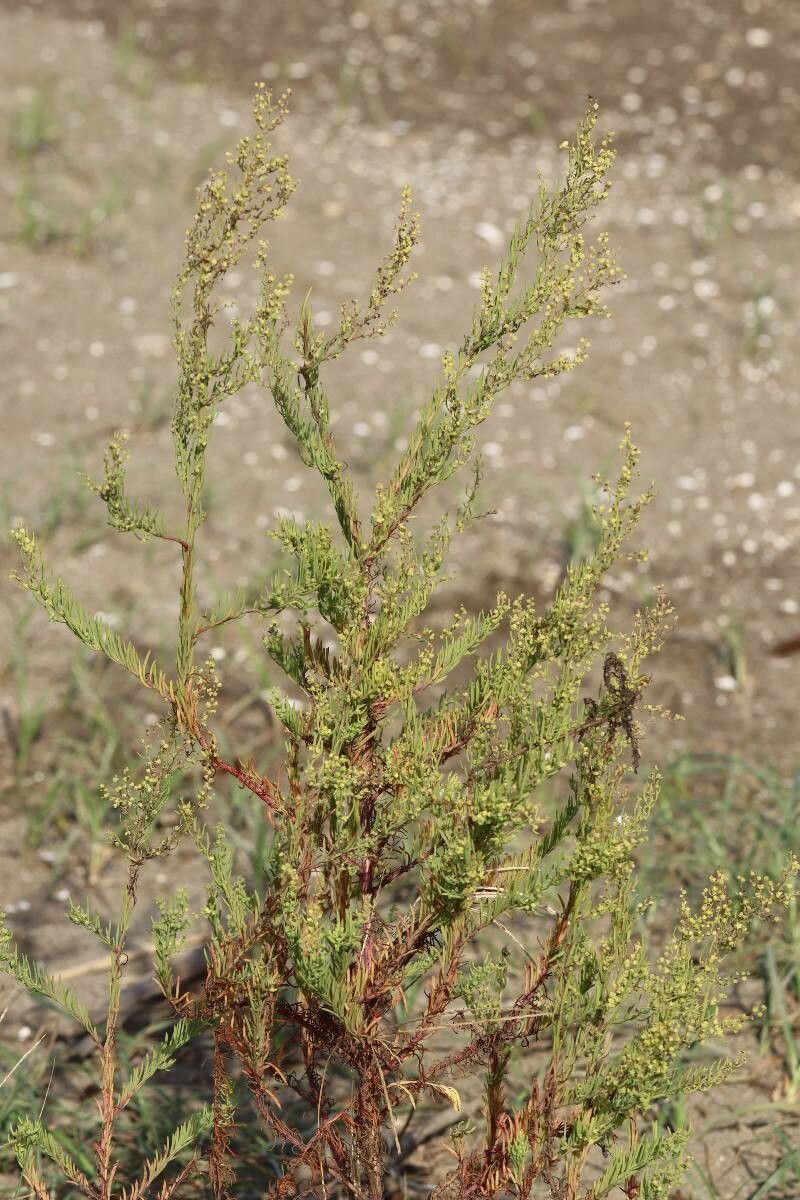 Suaeda glauca flower