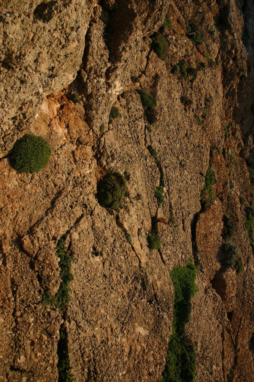 Limonium cyrtostachyum other
