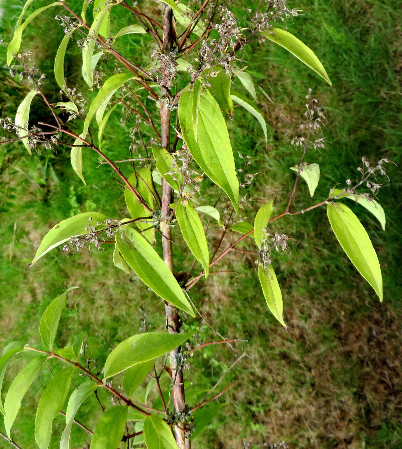 Deutzia ningpoensis — search result for 'Deutzia'