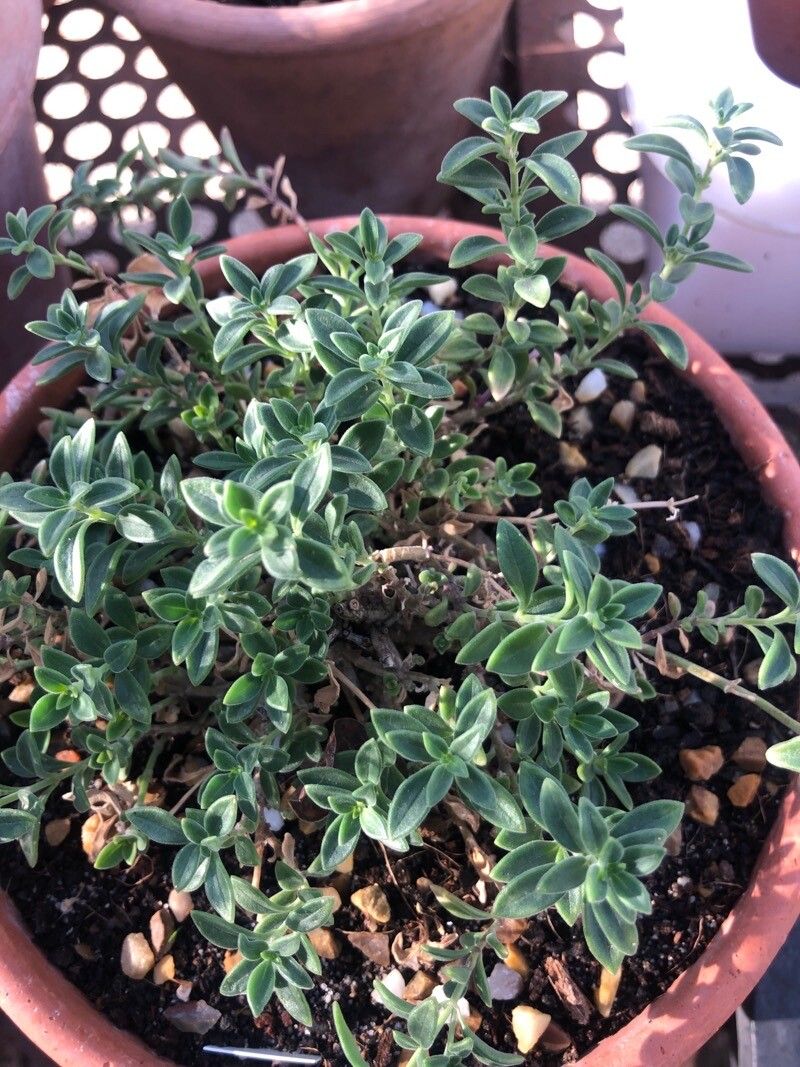 Antirrhinum sempervirens — search result for 'Antirrhinum'