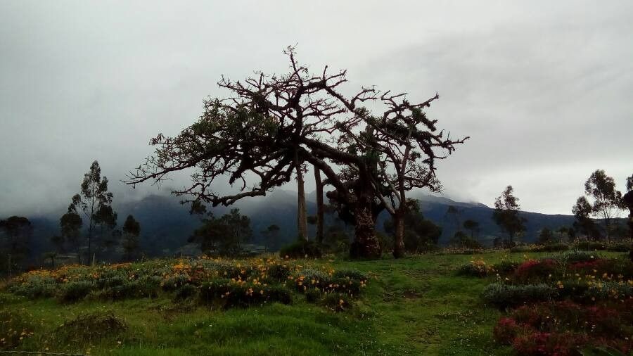 Euphorbia laurifolia other