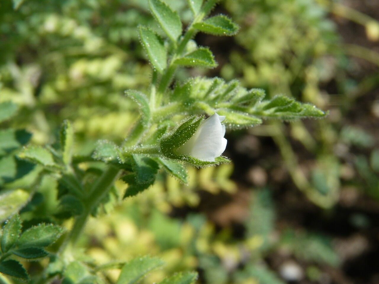 Cicer arietinum flower
