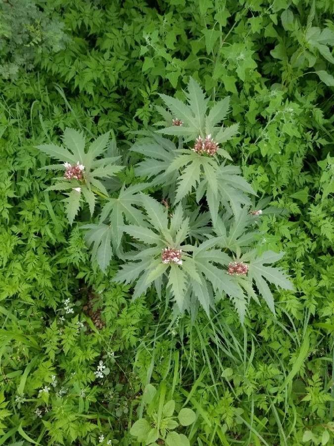 Jatropha macrorhiza — houseplant care guide