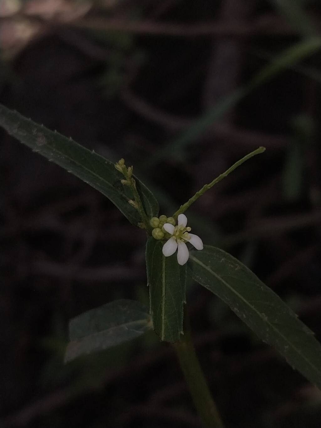 Caperonia castaneifolia flower