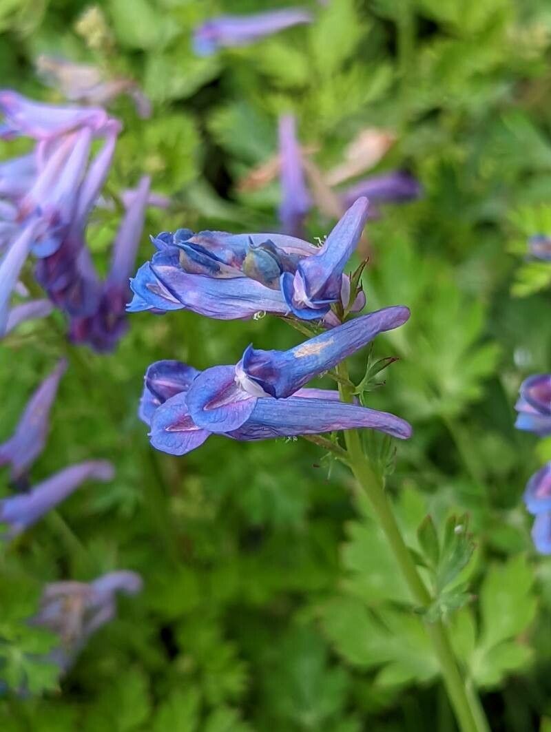 Corydalis flexuosa flower