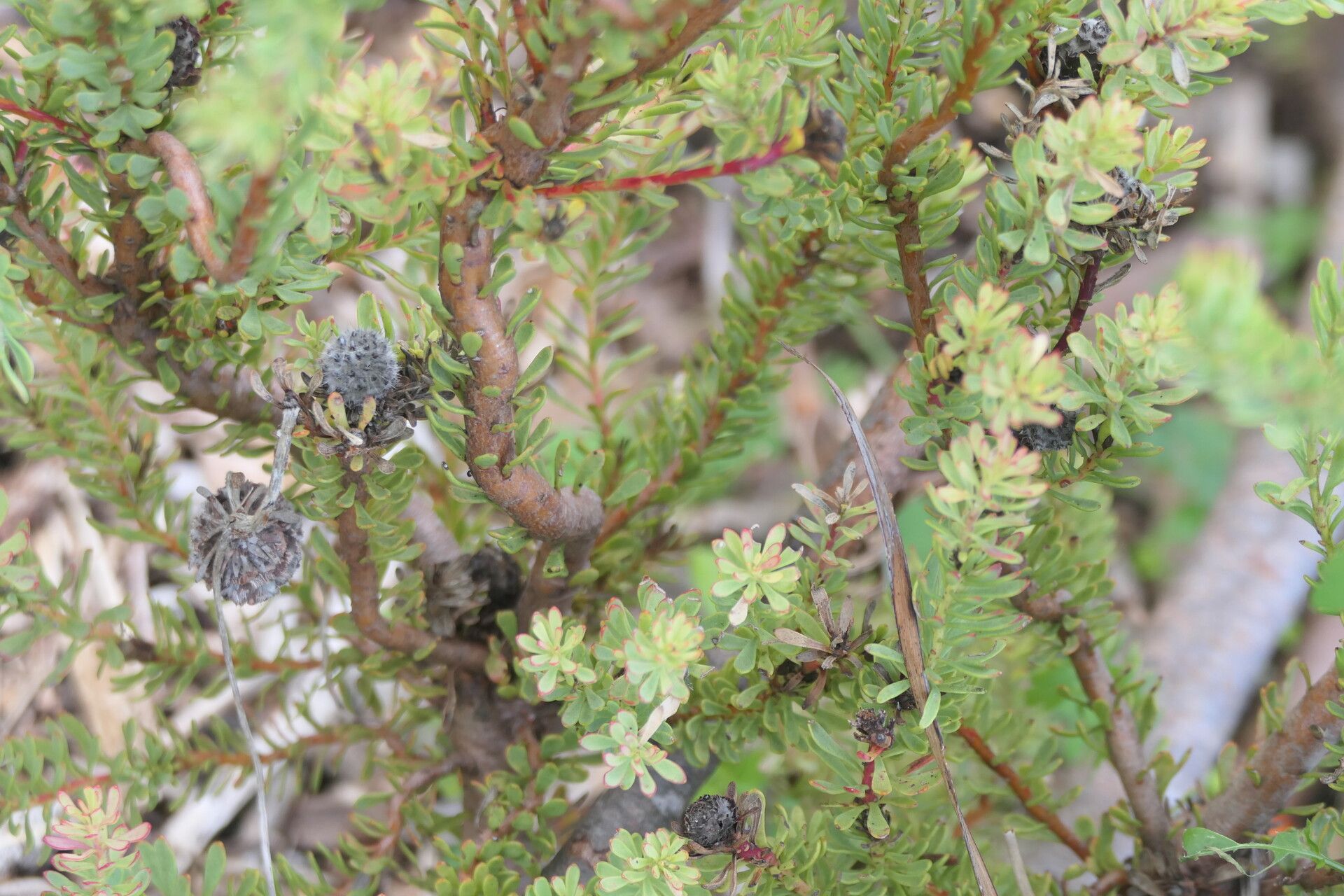 Leucadendron levisanus bark