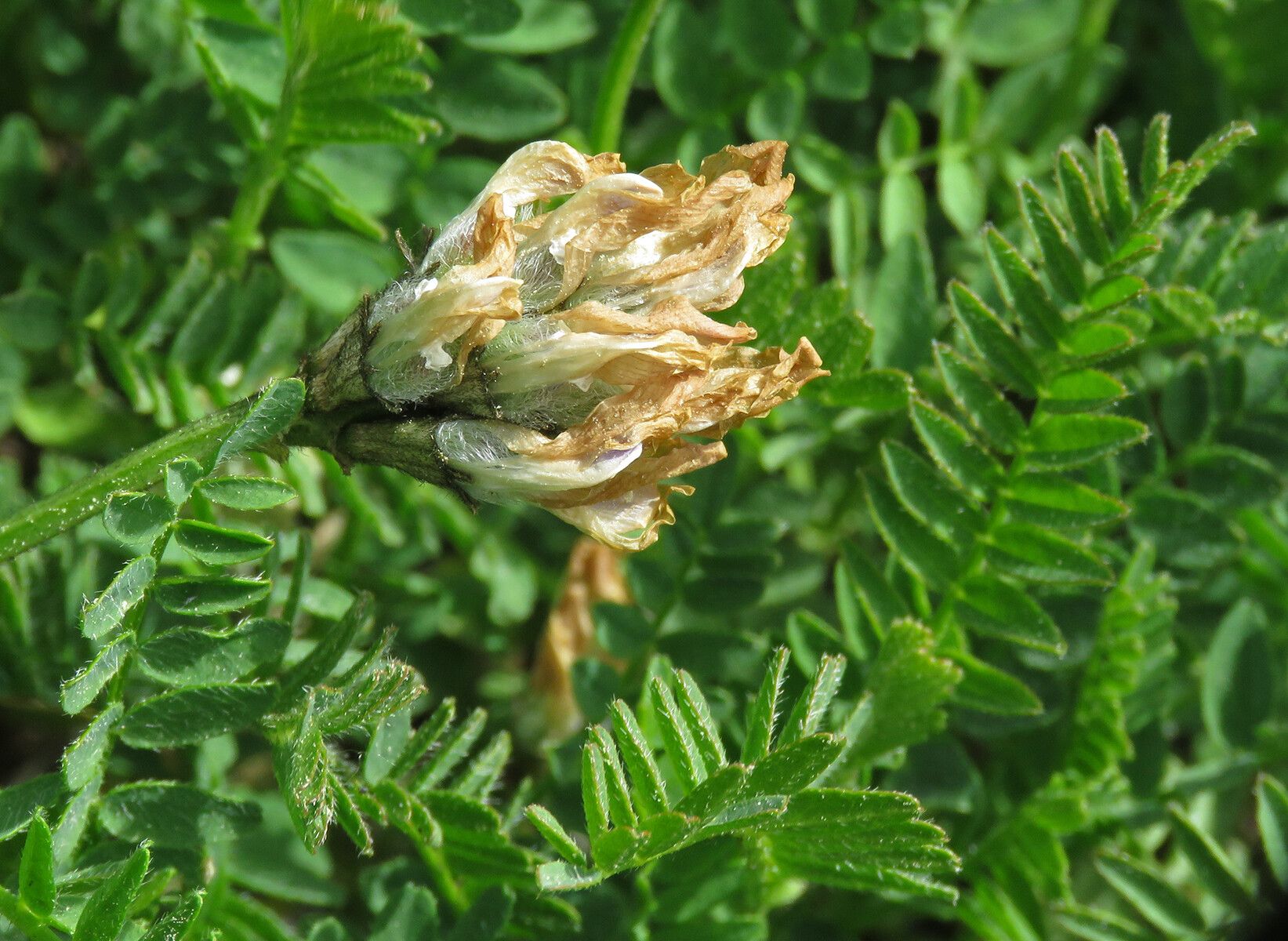 Astragalus danicus fruit