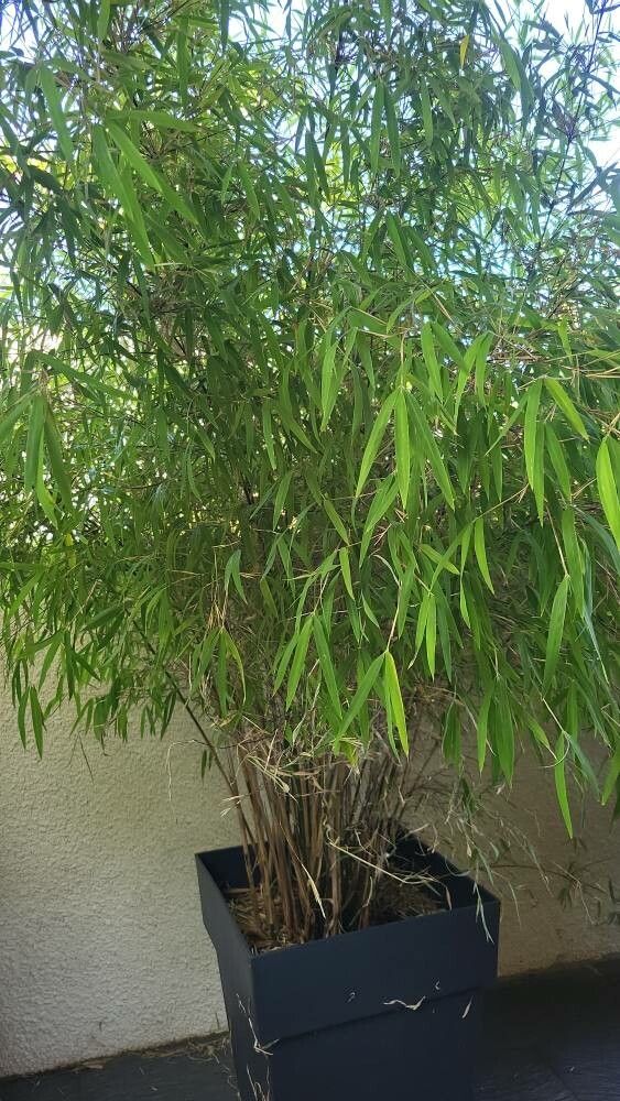 Borinda angustissima — houseplant care guide