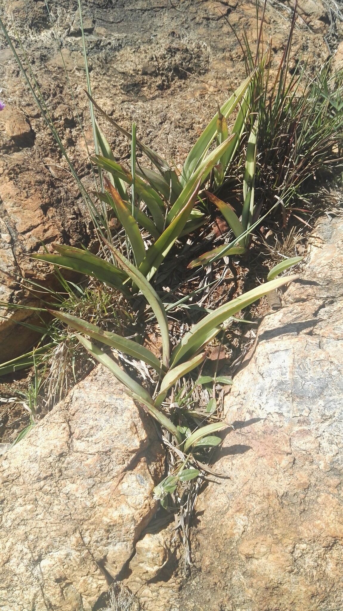 Eulophia tuberculata — houseplant care guide