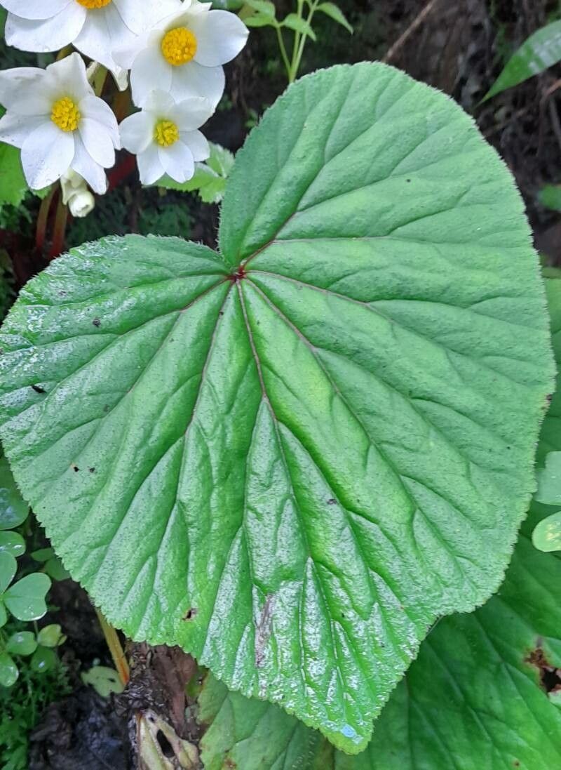 Begonia rubricaulis — houseplant care guide
