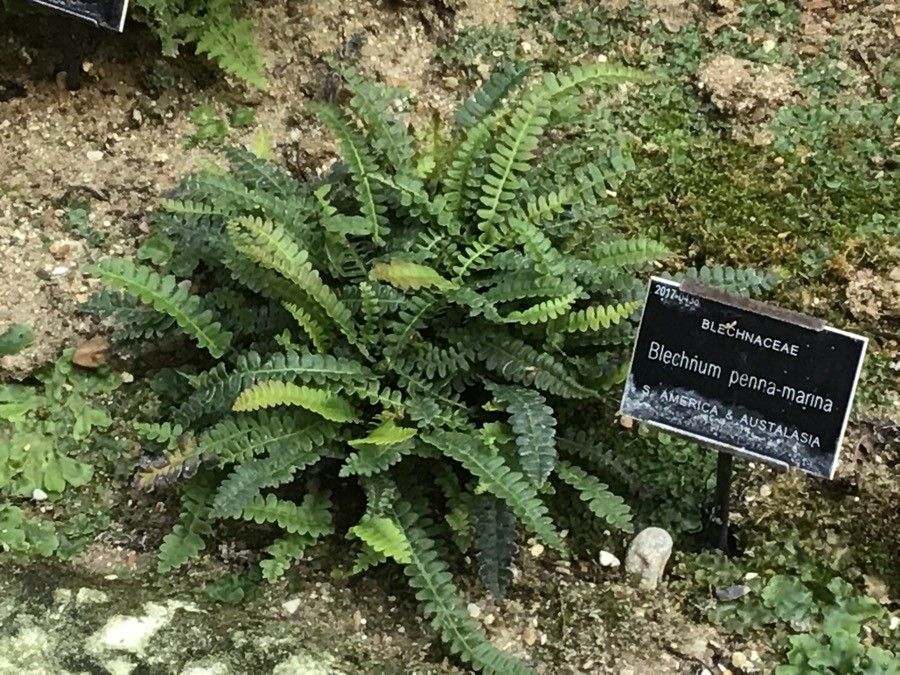 Blechnum penna-marina leaf