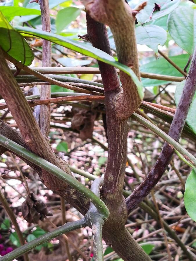Clerodendrum × speciosum bark