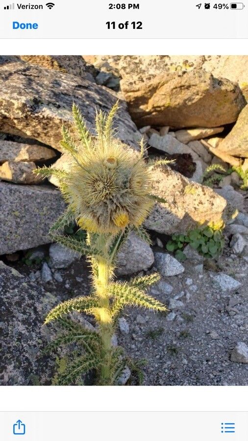 Cirsium hookerianum flower