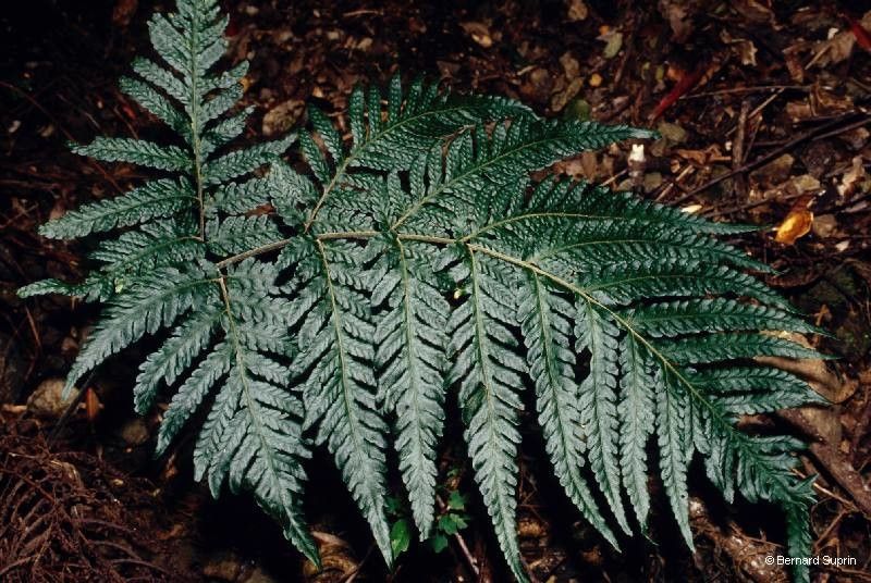 Tectaria sinuata — houseplant care guide