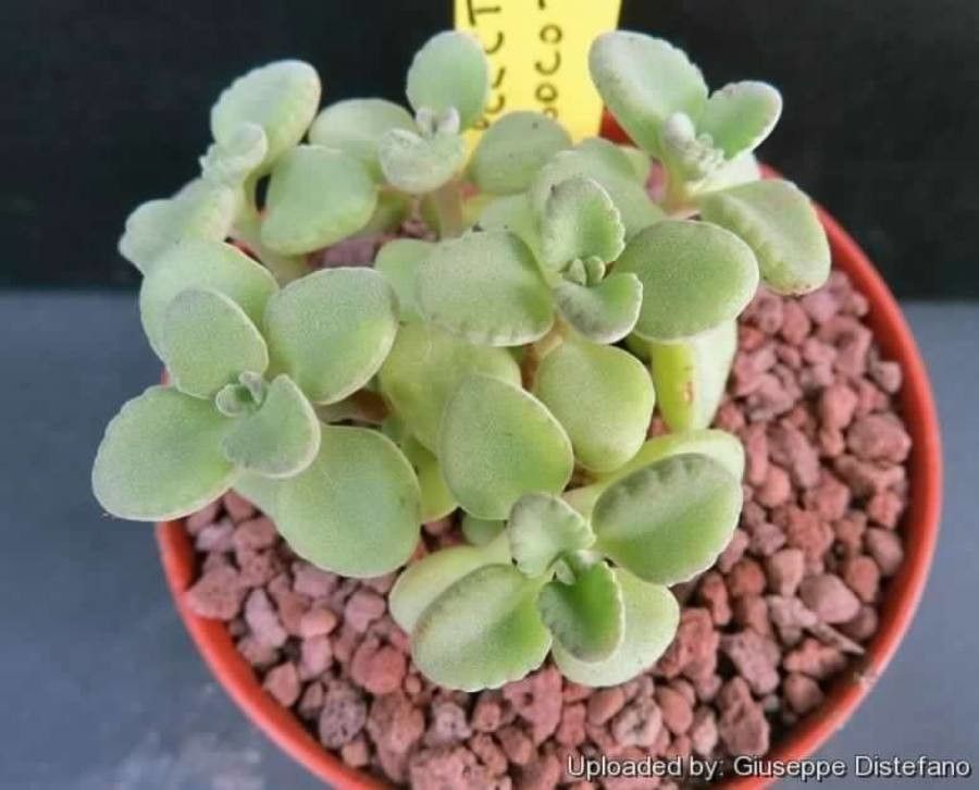 Plectranthus socotranus — search result for 'Plectranthus'