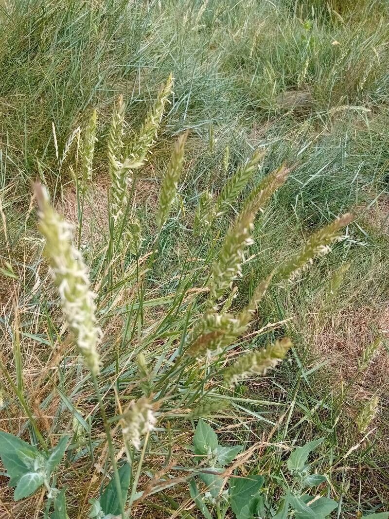 Elymus athericus habit