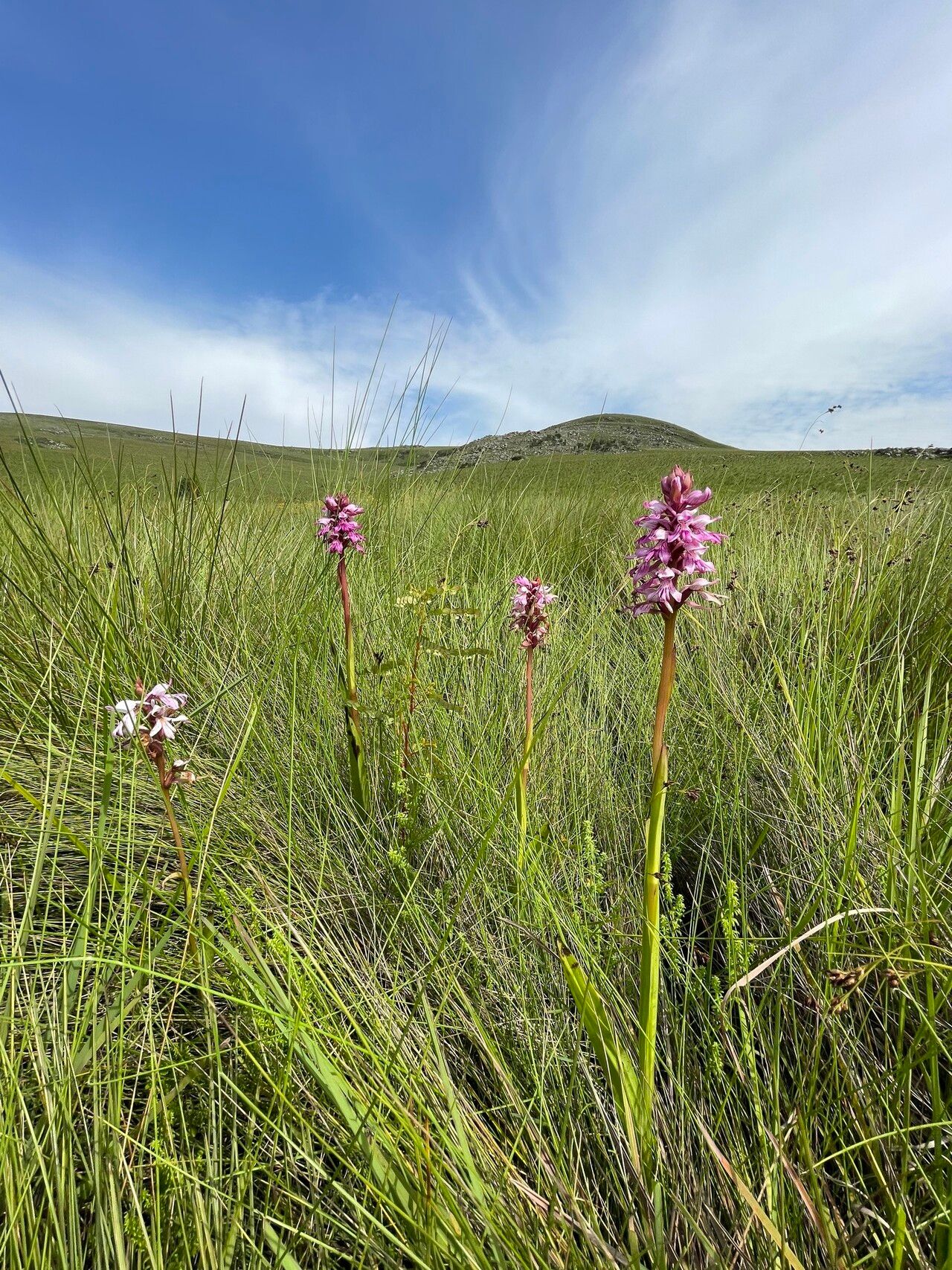 Satyrium breve habit