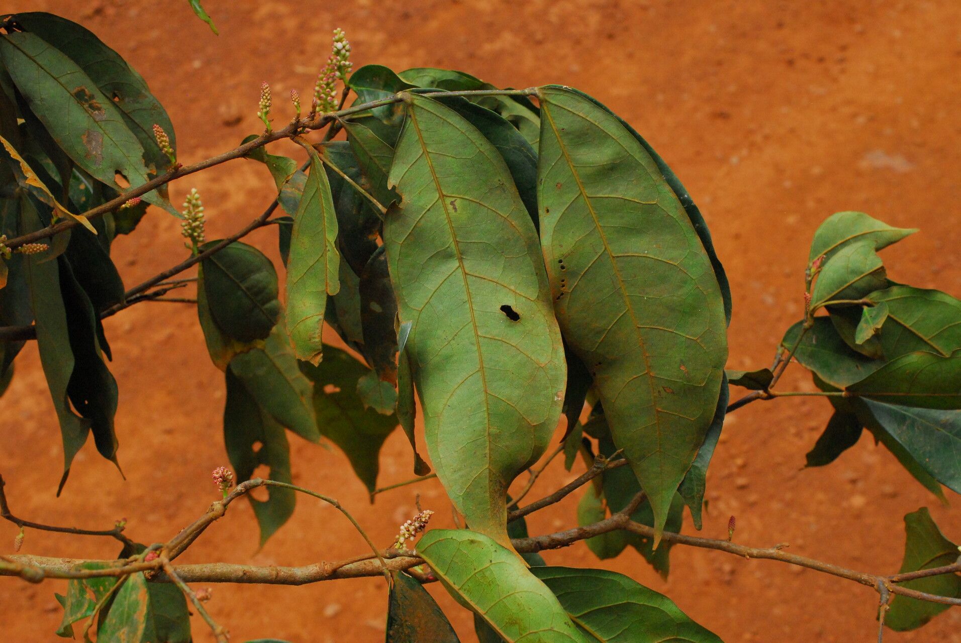 Julbernardia seretii — search result for 'Congo'