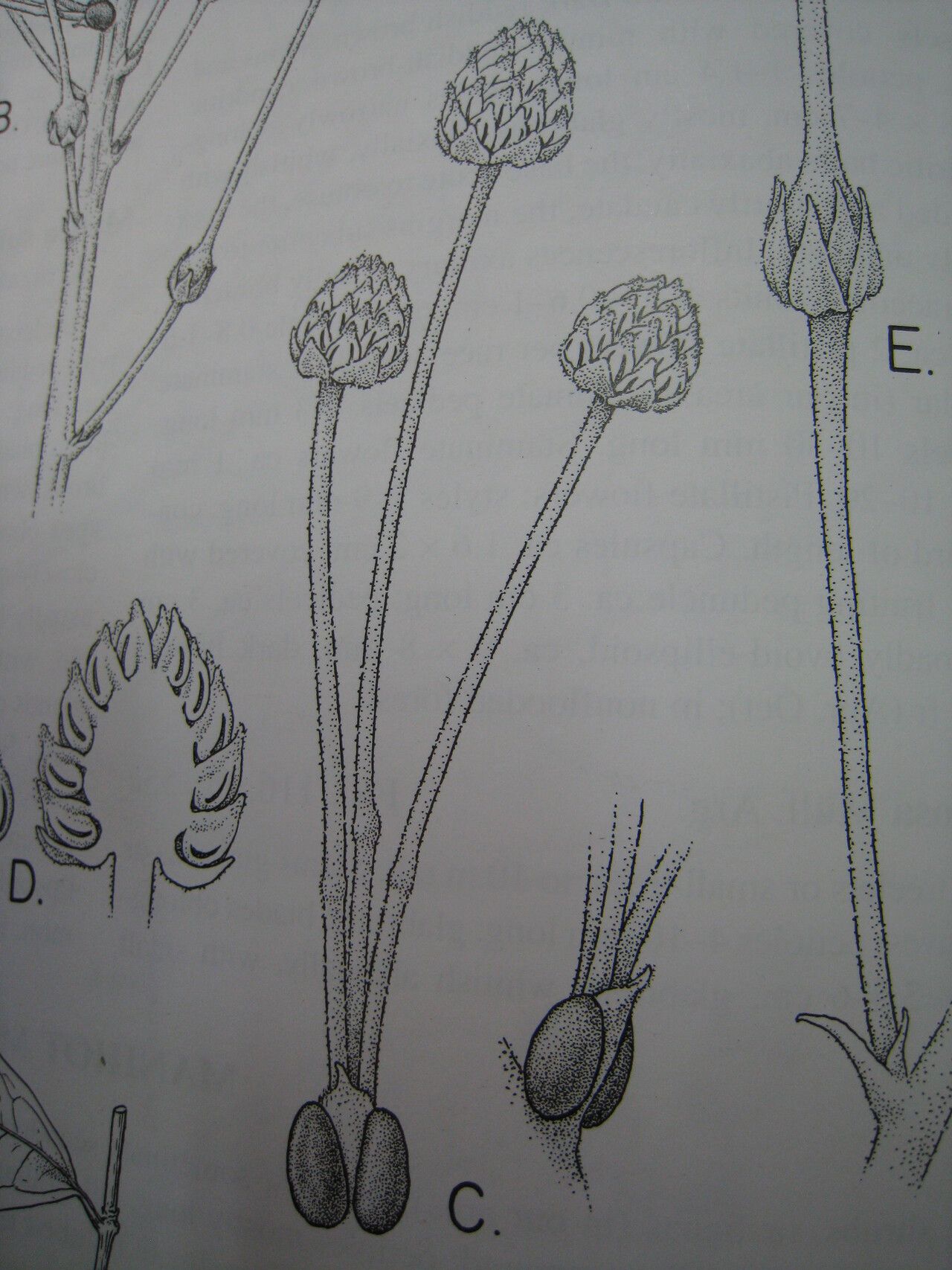 Mabea speciosa — houseplant care guide