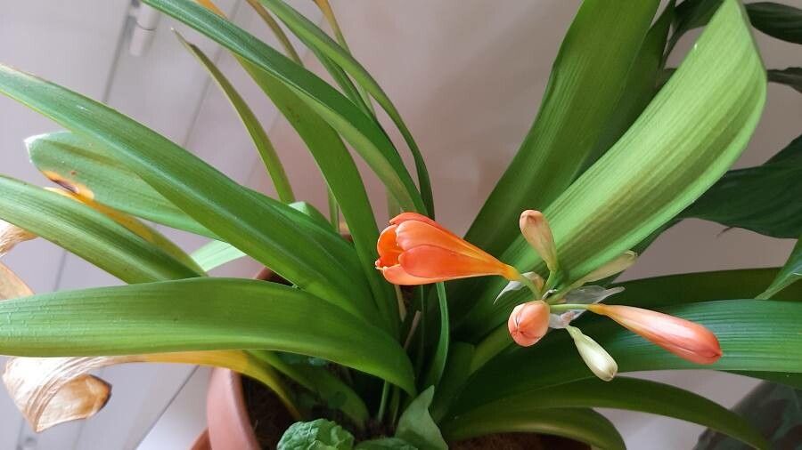 Clivia x cyrtanthiflora — search result for 'Clivia'