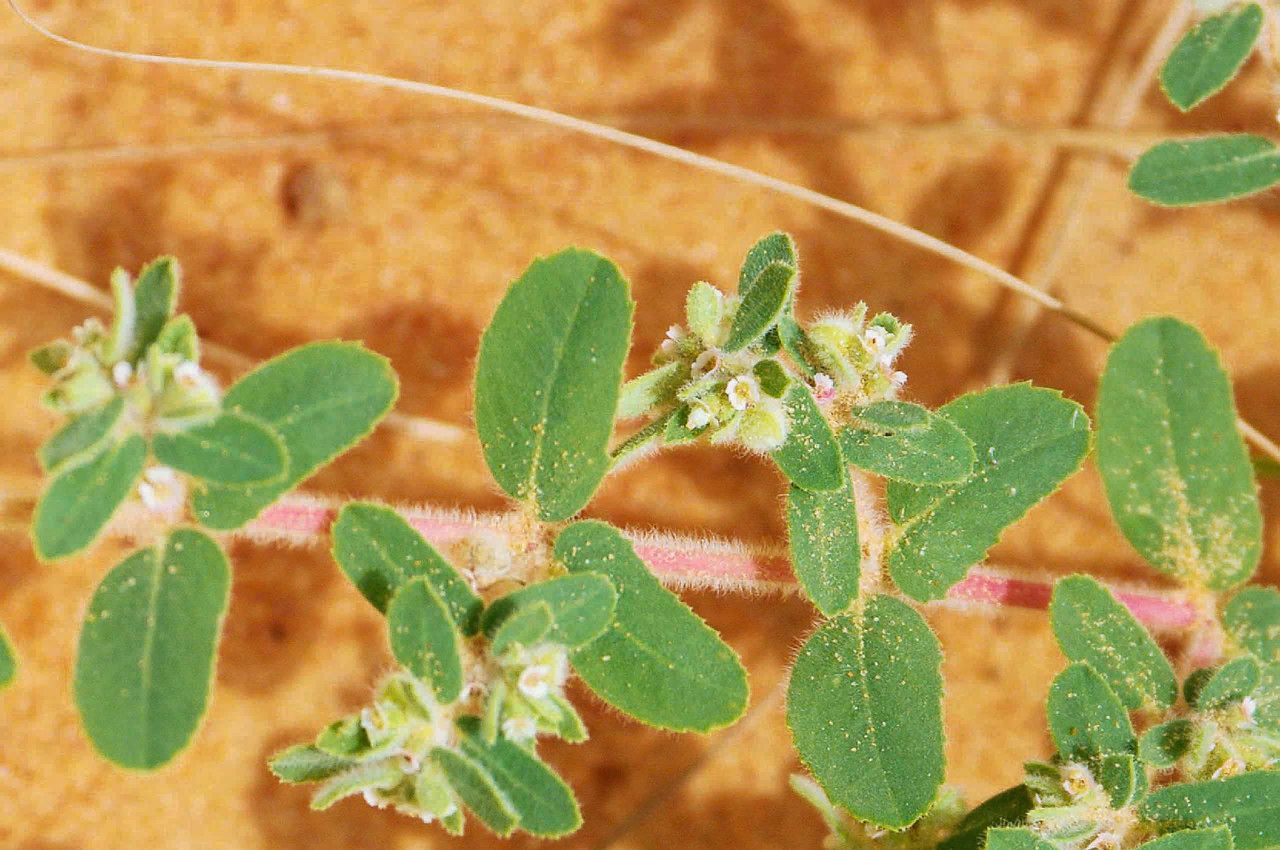 Euphorbia scordiifolia flower