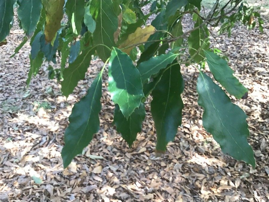 Quercus xalapensis — search result for 'Guatemala'