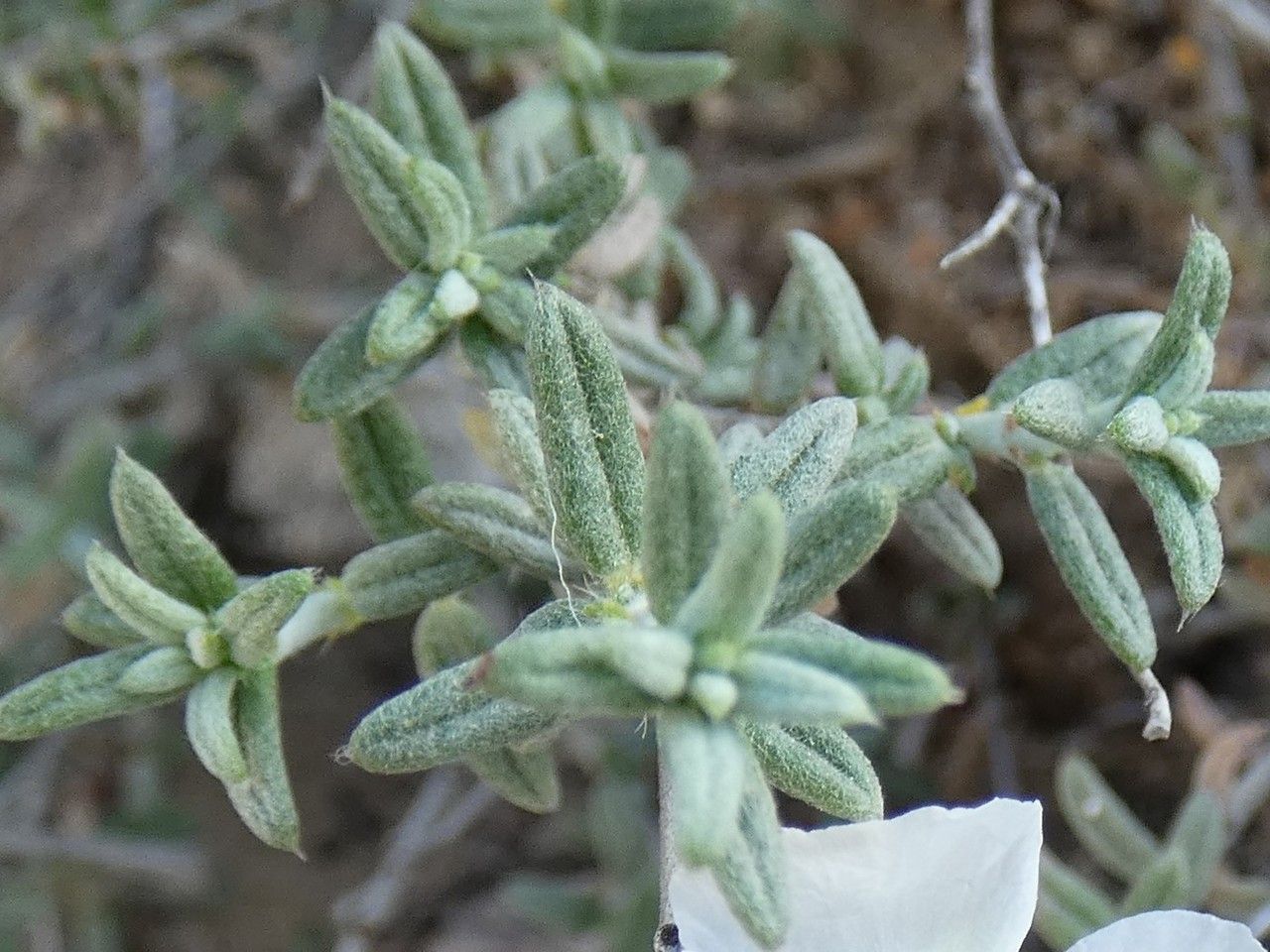 Helianthemum violaceum — houseplant care guide