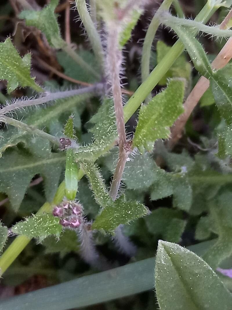 Arabidopsis arenosa — cold hardy houseplant