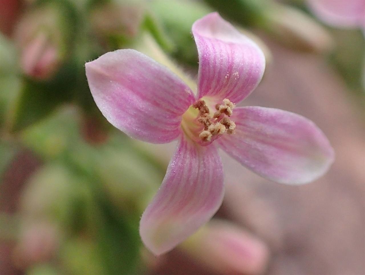 Kalanchoe aromatica flower
