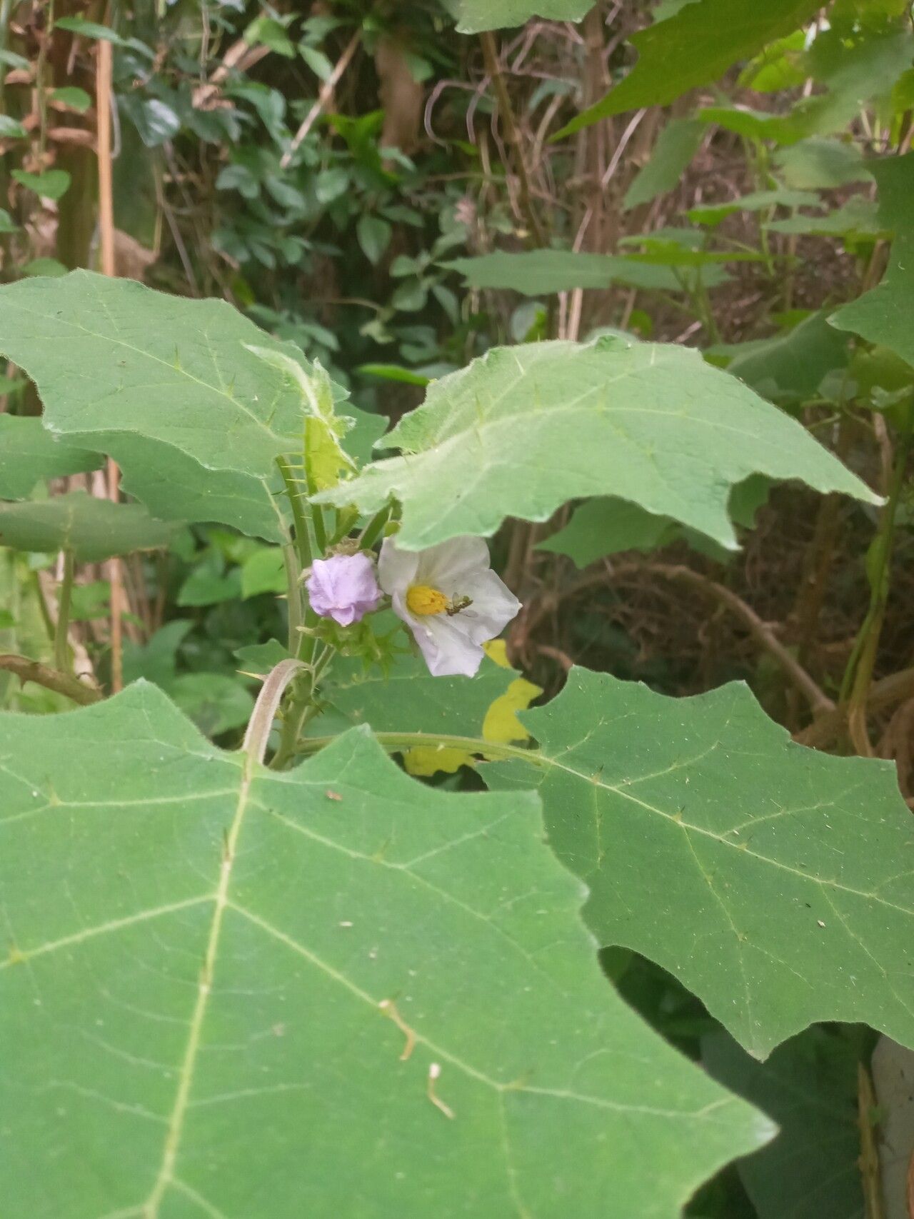 Solanum sublentum flower