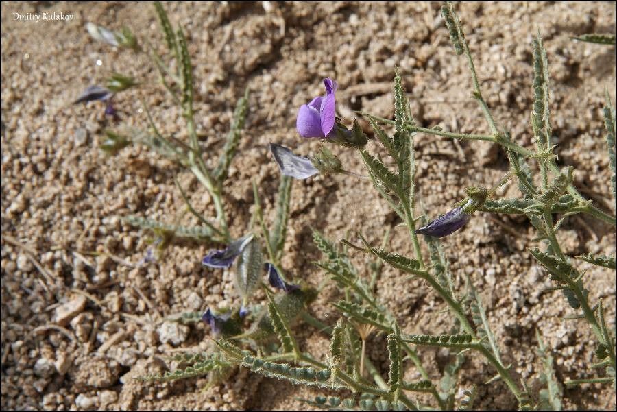 Cicer acanthophyllum