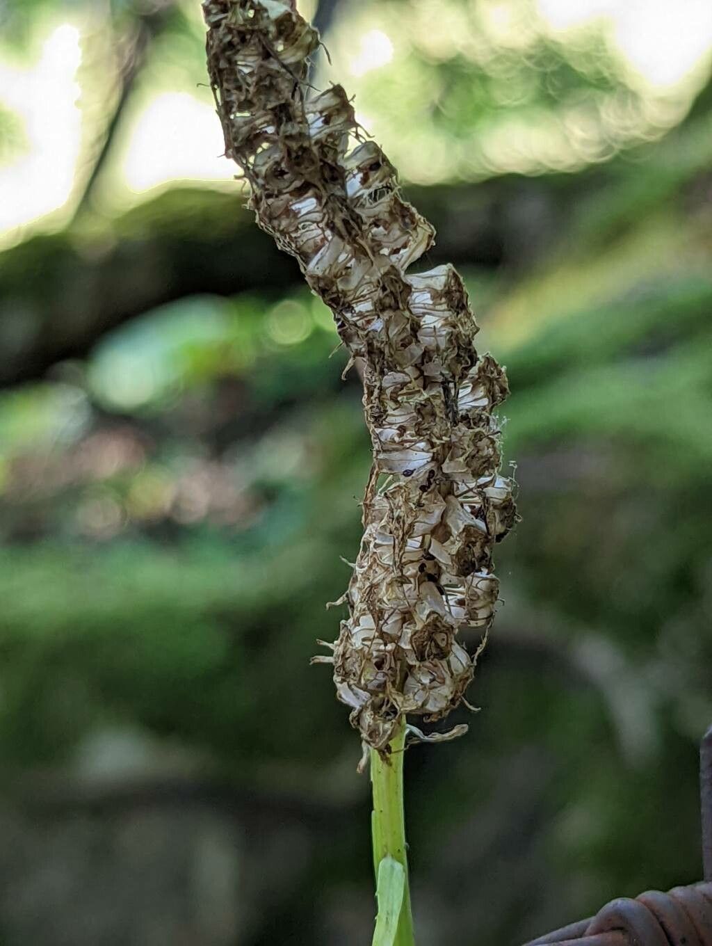 Phyteuma spicatum fruit