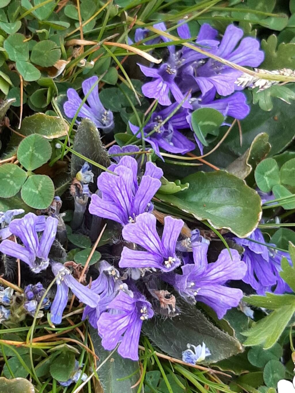 Ajuga tenorei flower