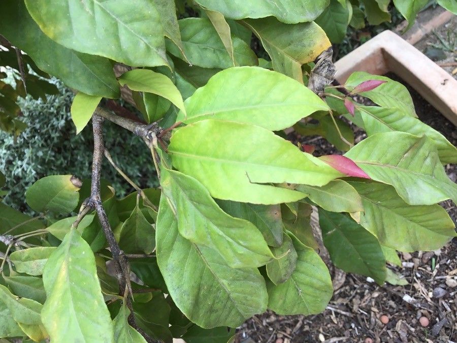 Balsamocitrus dawei — search result for 'Uganda'