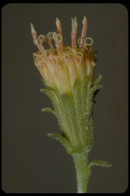 Chaenactis nevadensis — houseplant care guide