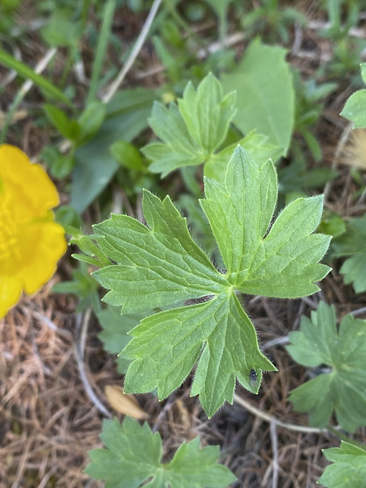 Ranunculus villarsii leaf
