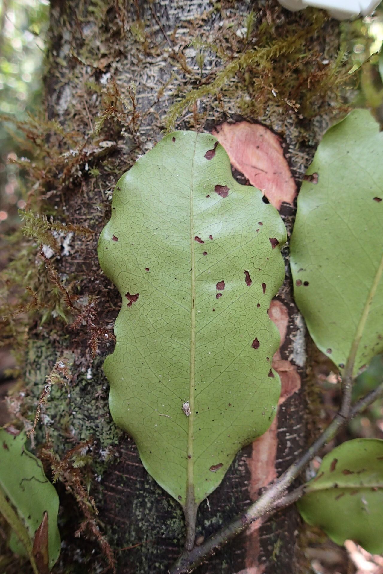 Diospyros trisulca leaf