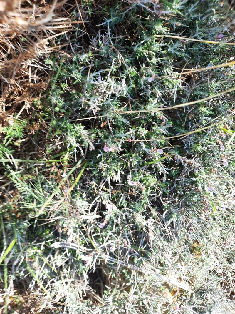 Teucrium balearicum — search result for 'Teucrium'