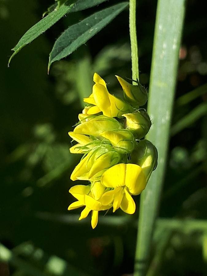 Medicago falcata flower