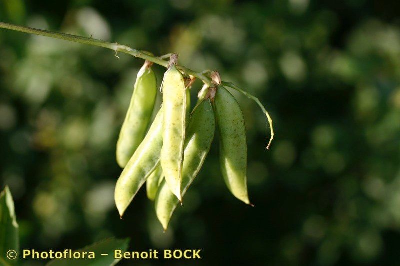 Vicia pisiformis fruit