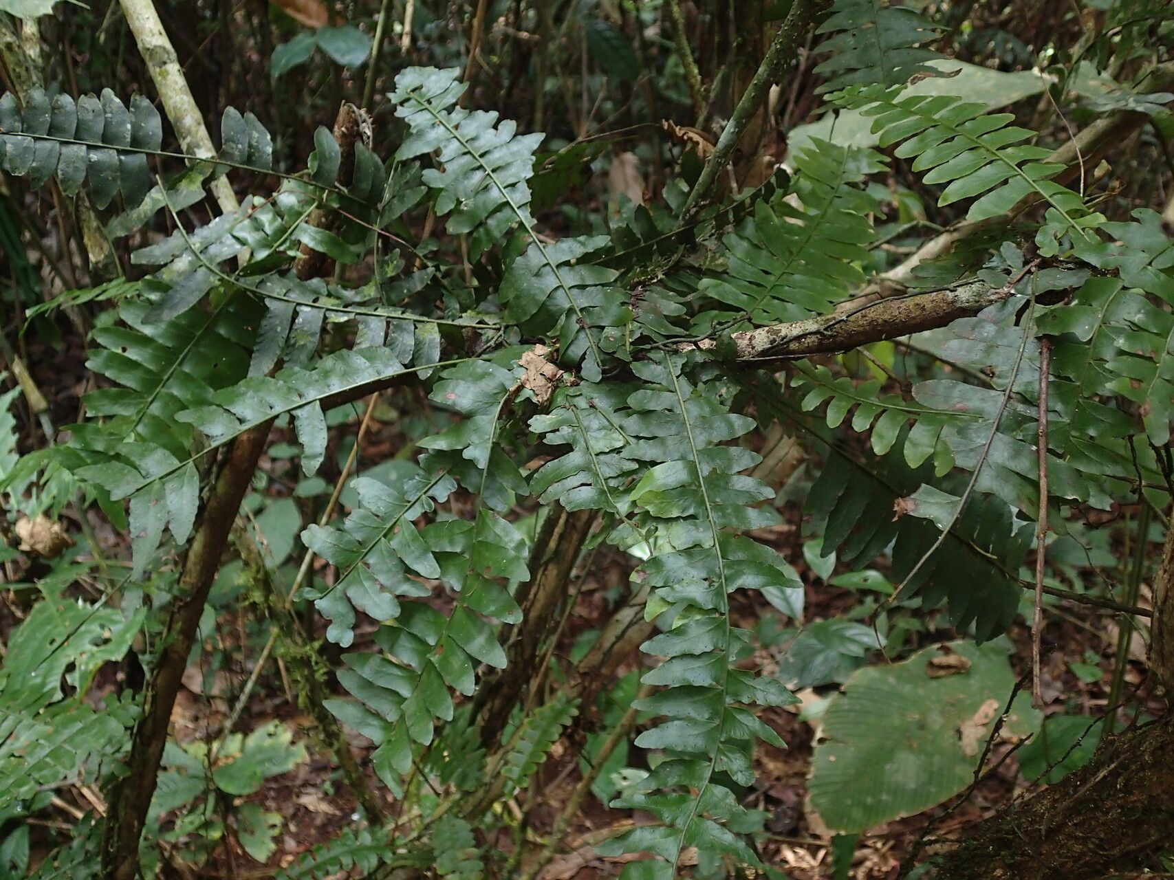 Arthropteris palisotii habit