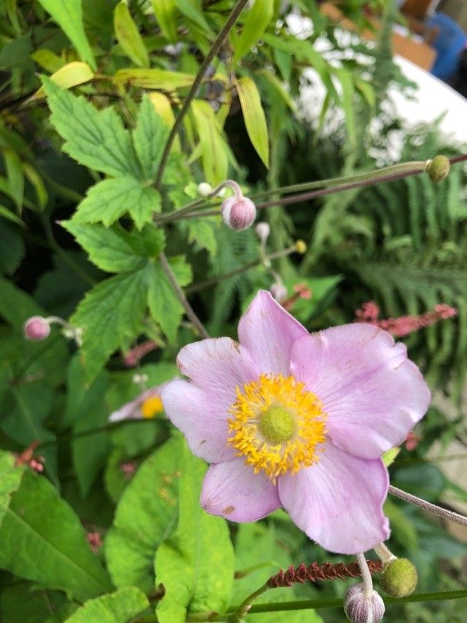 Anemone x hybrida flower