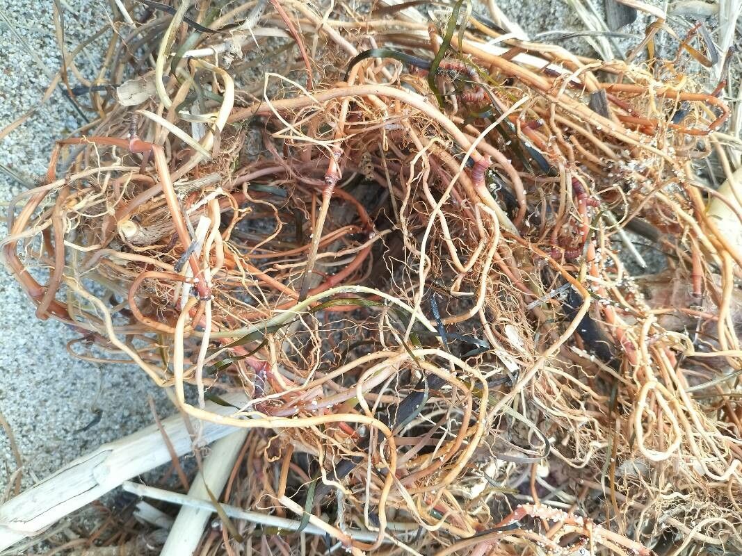 Cymodocea nodosa flower