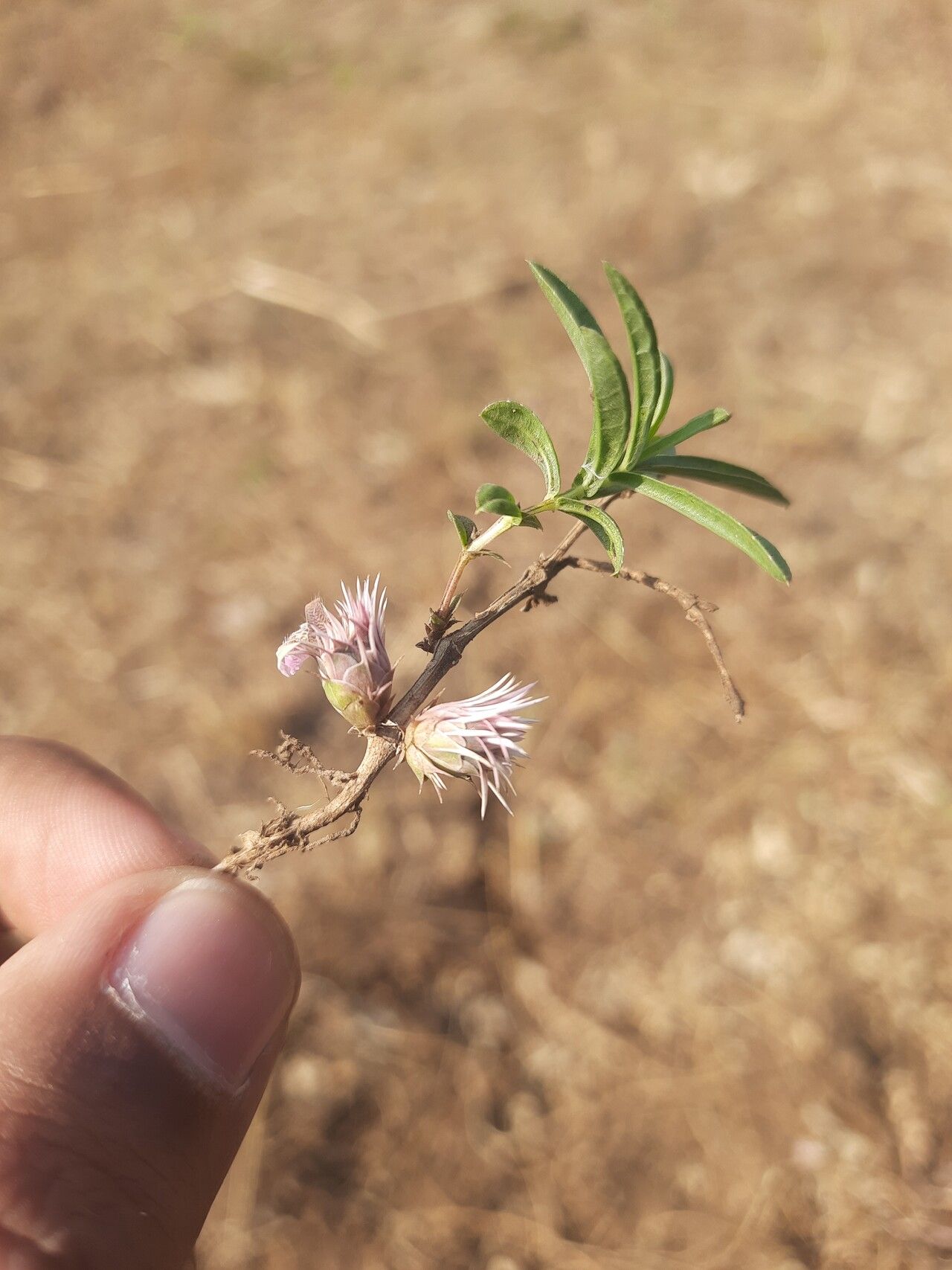 Lepidagathis trinervis flower
