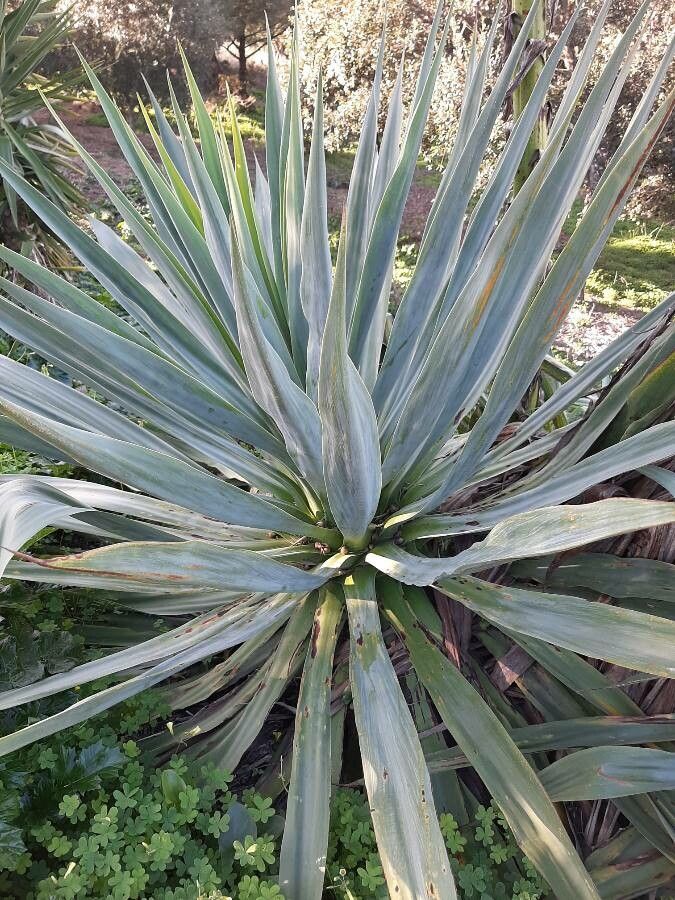 Agave sisalana leaf