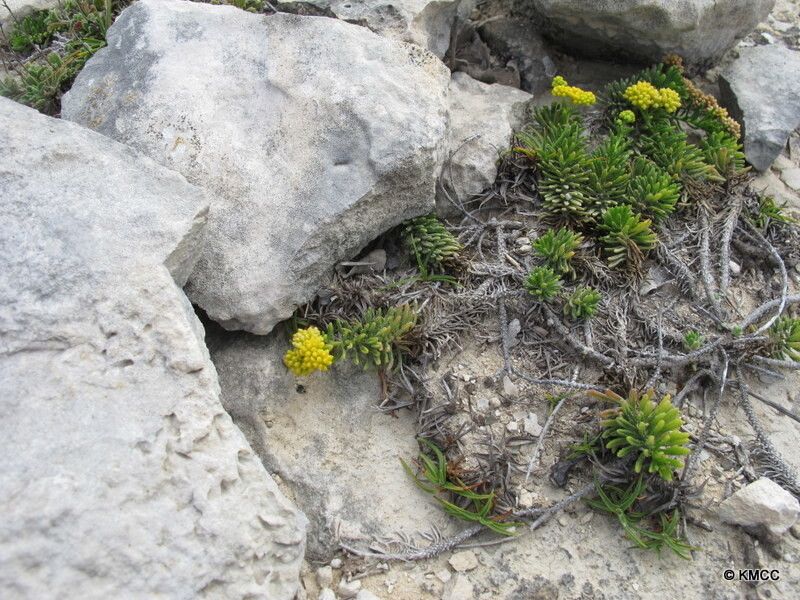 Psiadia humilis — houseplant care guide