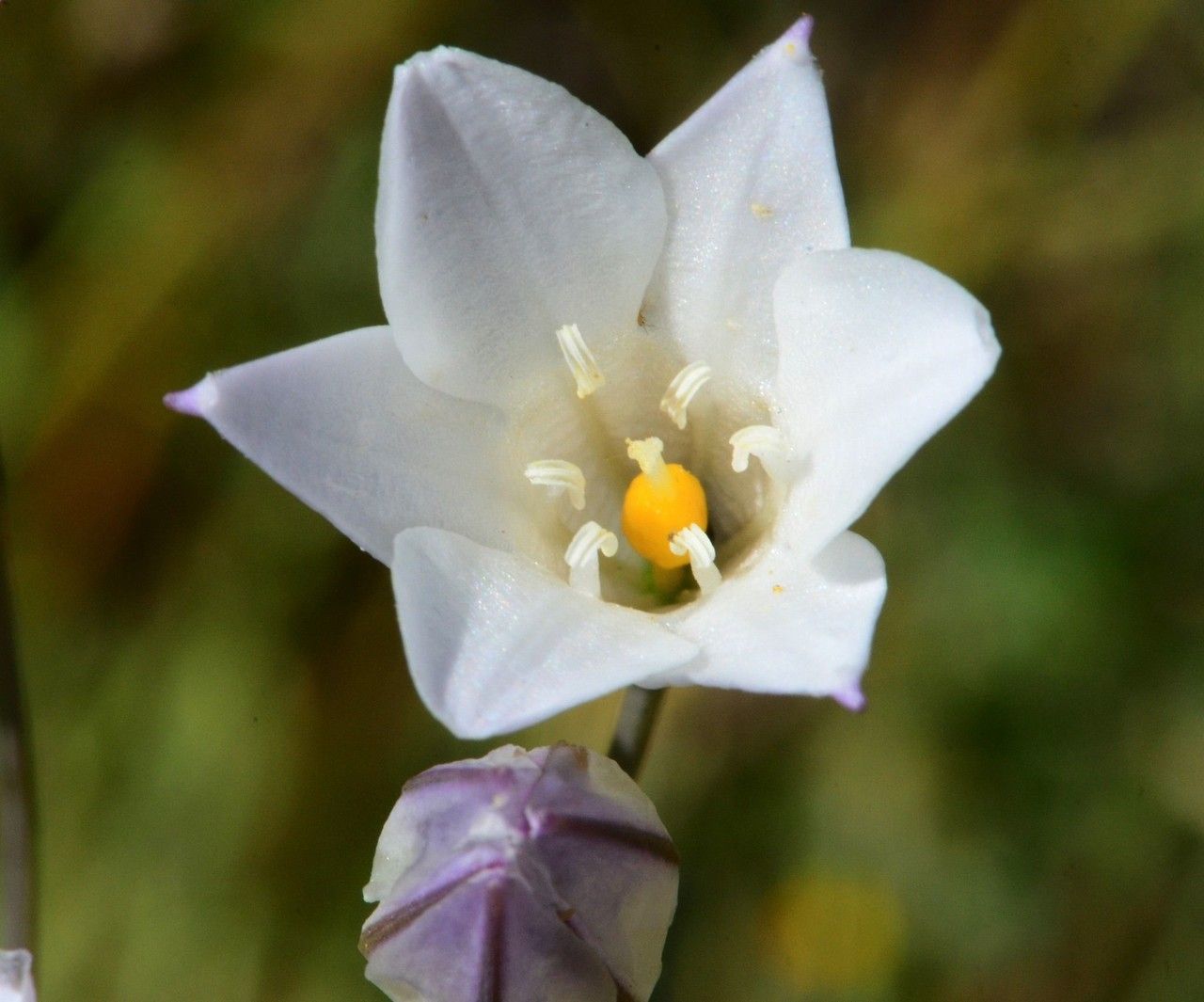 Triteleia peduncularis — houseplant care guide